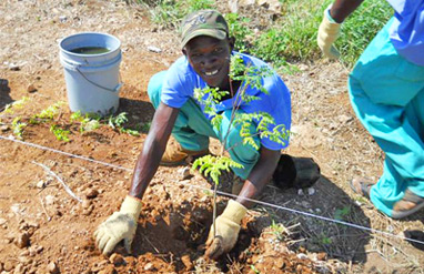 Planting crops in Miracle Village - our village of new homes for Haitians built following the Earthquake.