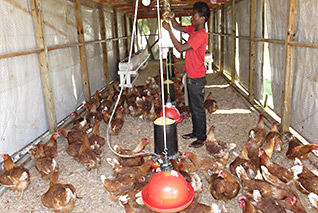 new-laying-hens