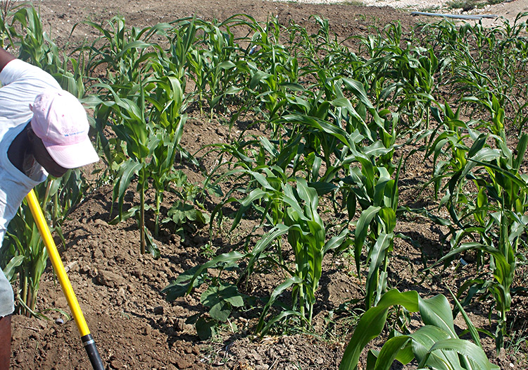  farming their own land