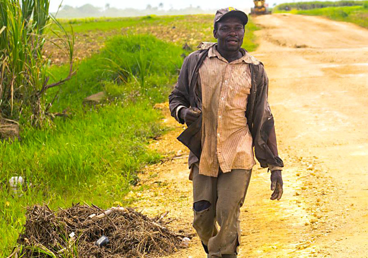 Haitians work in low-wage jobs in agriculture and construction.