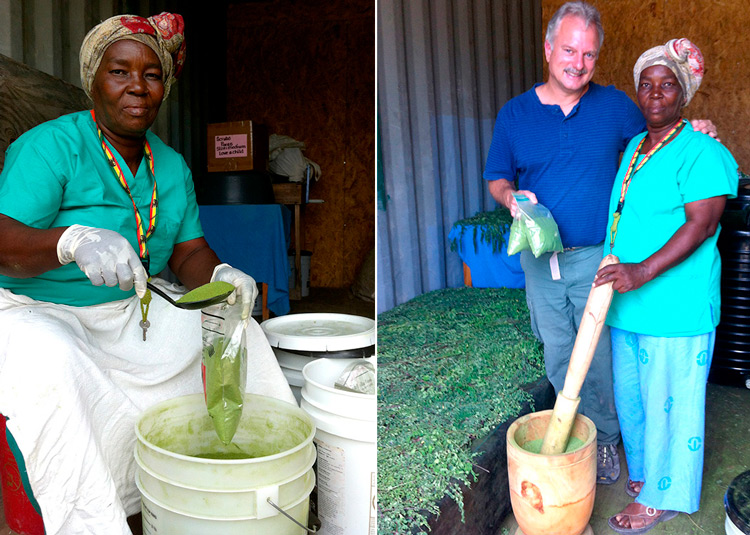 Moringa leaves are picked and dried, Madamn Sonia uses a pestle (manch pilon), and hollowed out log, to grind the Moringa leaves into a fine green powder.