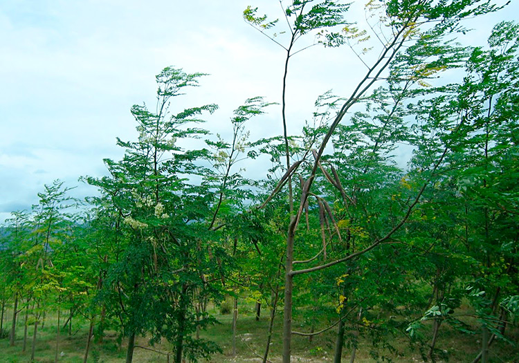 Moringa Trees-nature’s pharmacy, has healing and nourishing properties.