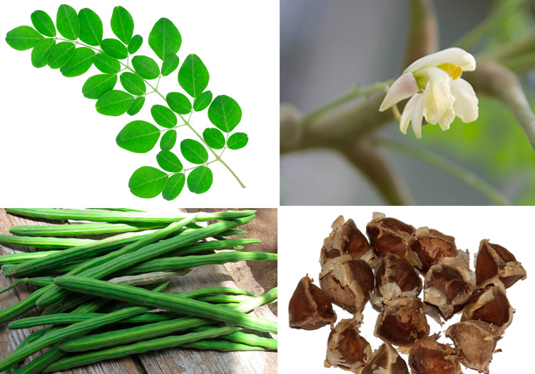 Moringa Tree is especially prized because it is incredibly nutritious, and highly valued for its medicinal properties, but every part of the tree is edible.