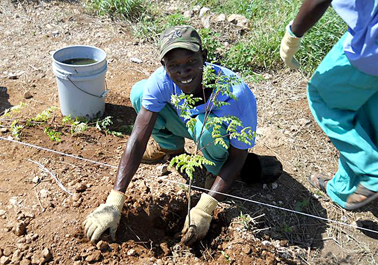 The Moringa trees are being planted by Haitians.