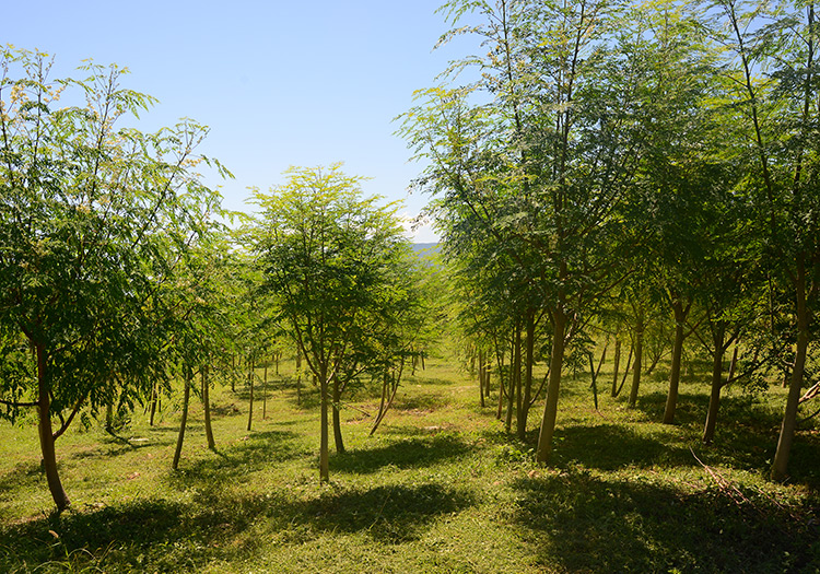 Rows of Moringa Trees in Haiti