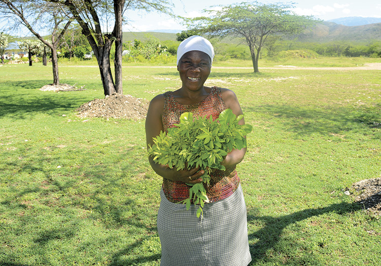 The Moringa leaves can actually be harvested quite frequently, as often as every few months.