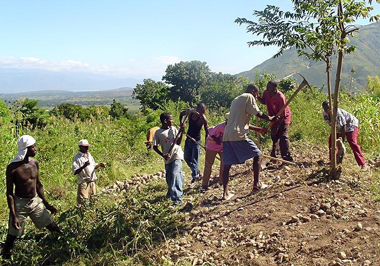 Haitians clearing land