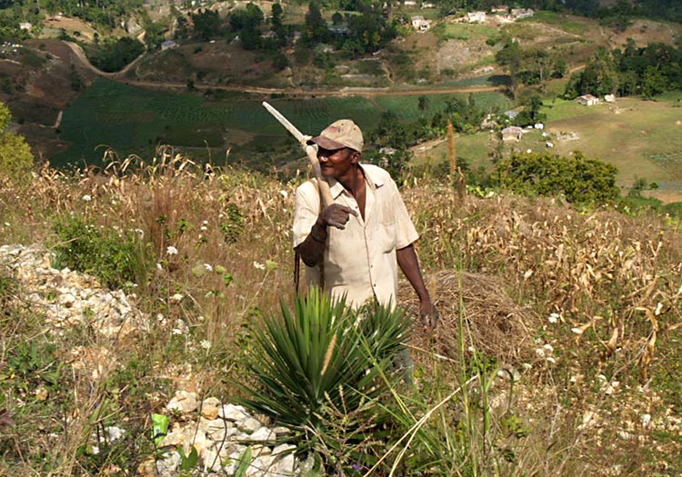 Old poor Haitian farmer