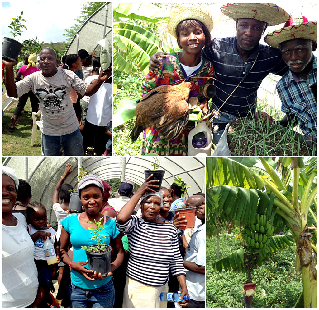 Planting trees in Haiti:  4-28-16: 4:15 PM