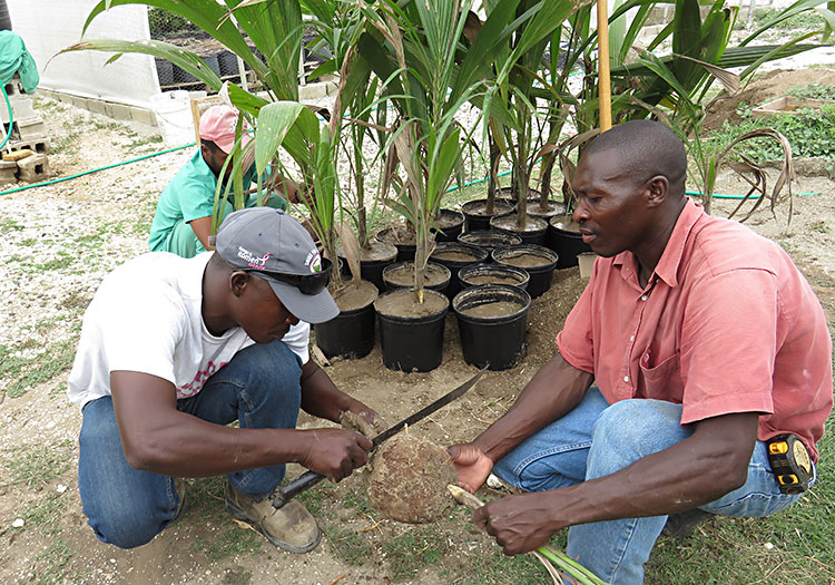 Haitians learning to trim root system before planting.
