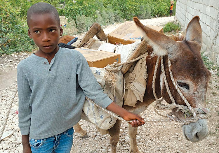 Young boy brings food home by donkey.