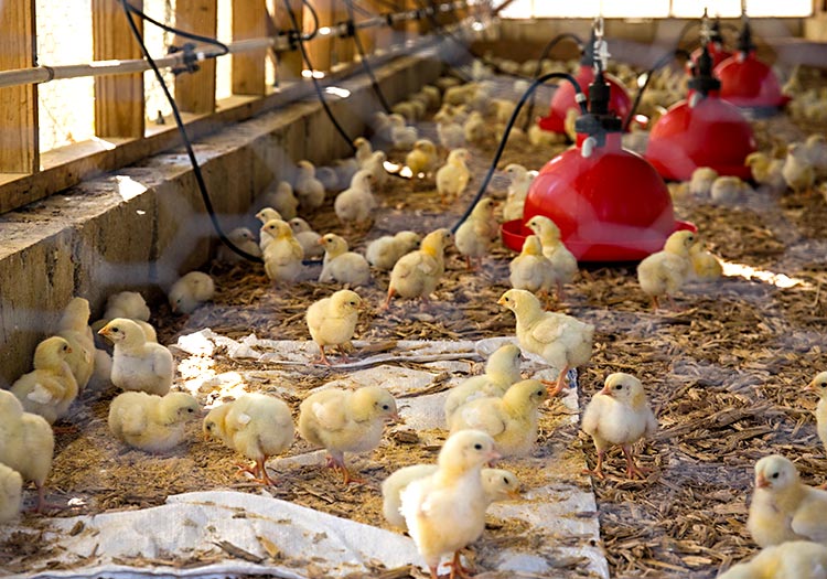 Baby chickens for the co-op