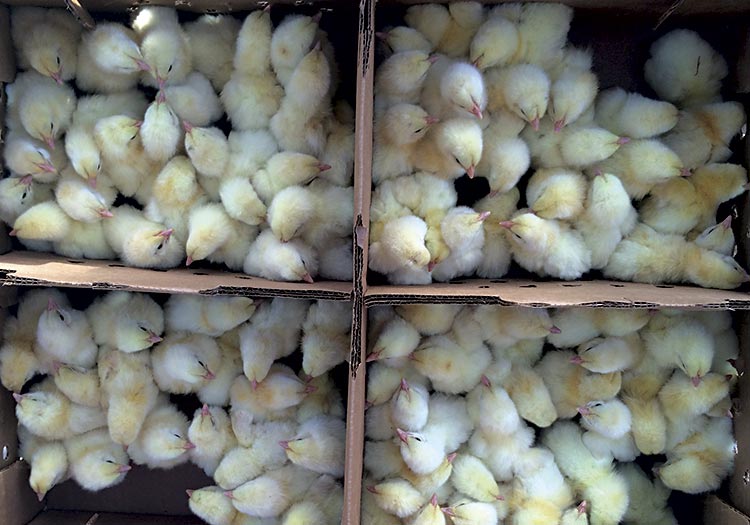 %00 baby chicks came from the US