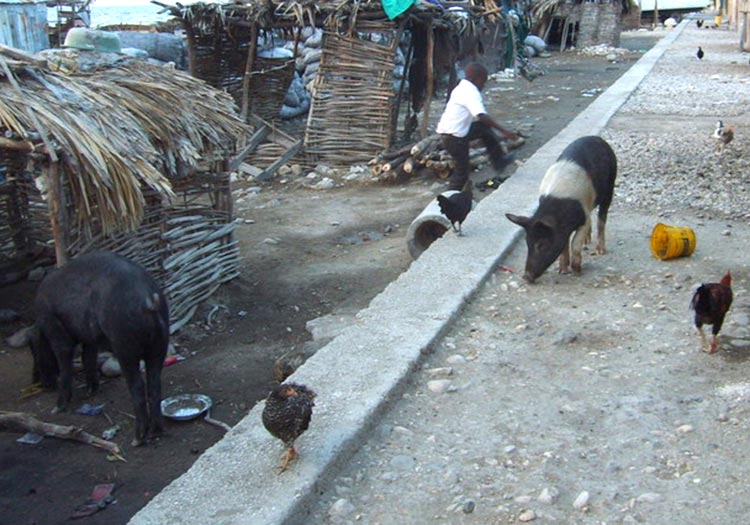 living among the animals in Haiti