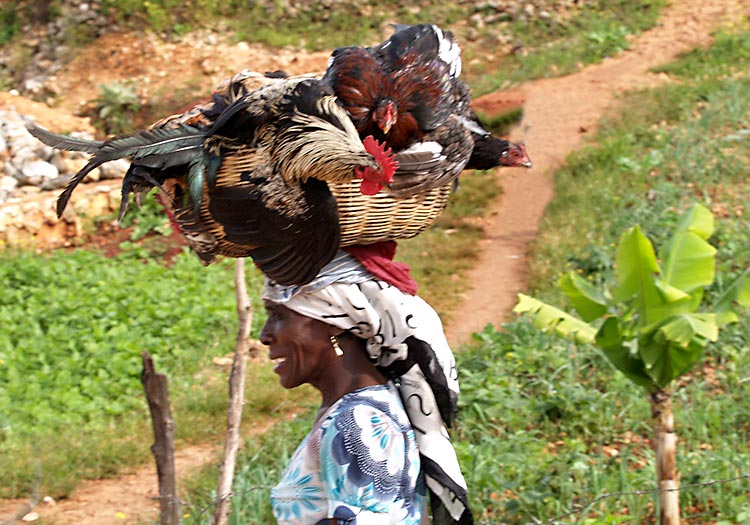 Haitian woman carrying chickens to market.