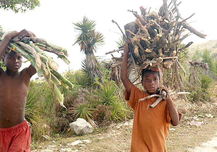 Haitian boys carrying wood to make charcoal every day
