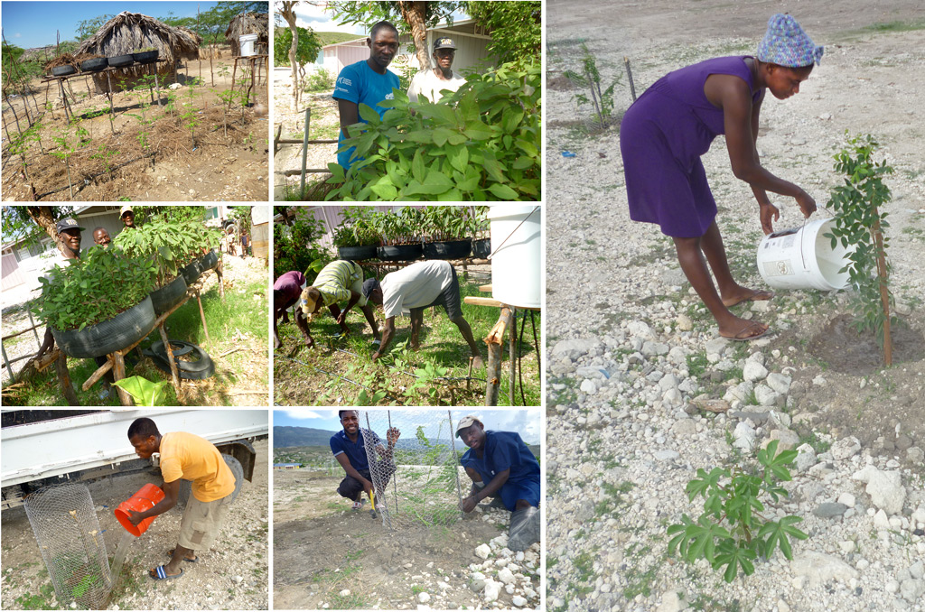 Vegetables growing in Letant:  9-29-16  8:20 AM