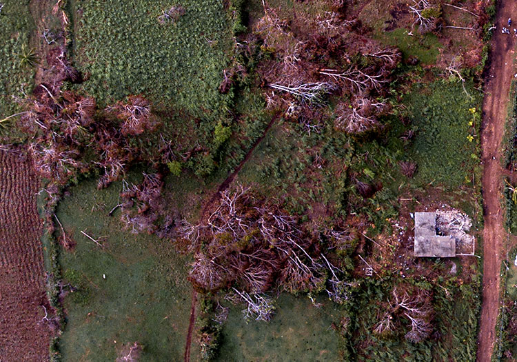 Flattened trees and destroyed house in Haiti after Hurricane Matthew.