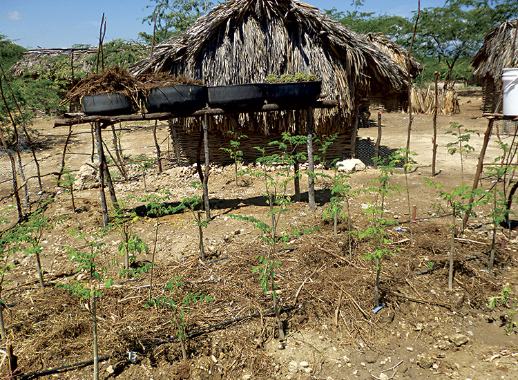 Planting vegetable garden in Latant.