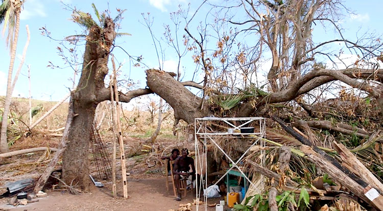 Haitian farmer now lives under fallen trees.