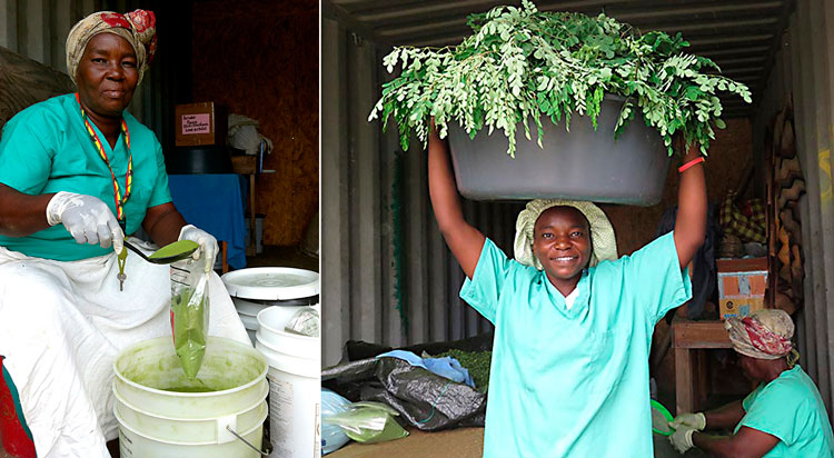 2016 Year in Review Moringa production
