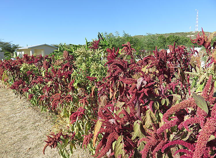 Haitians growing Amaranth in outside gardens to cultivate for the seeds.