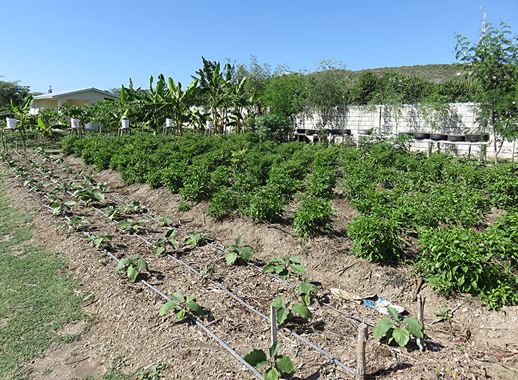 Vegetable gardens in Haiti