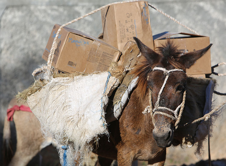 Donkeys bring food up into the remote moutain villages in Haiti.