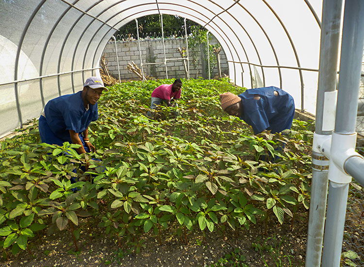 Haitians growing amaranth spinach in the greenhouse.