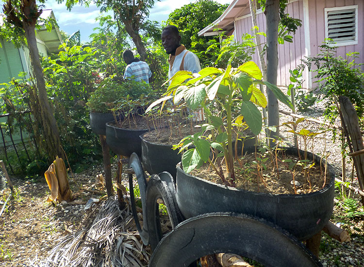 Haitians creating tire gardens