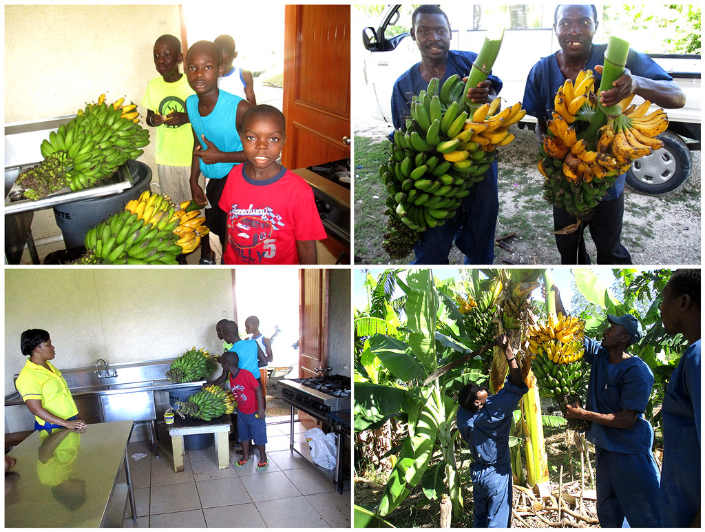 Lots of Bananas from the growers at the ATC:  11-26-17 4:40 PM