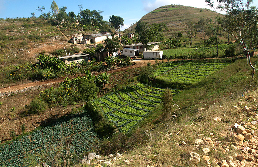 Growing food in Haiti.