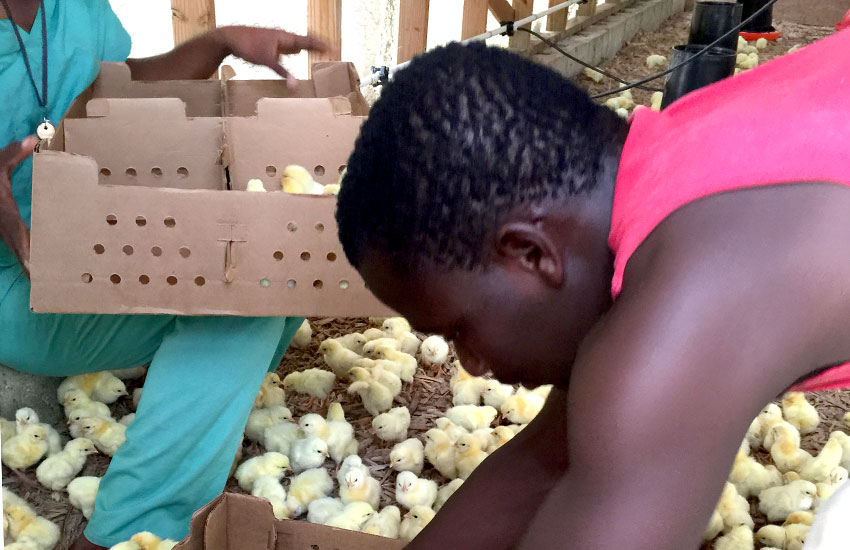 The Poul Mirak chicken co-op was to provide a place for training for more jobs in business and food production in Haiti.