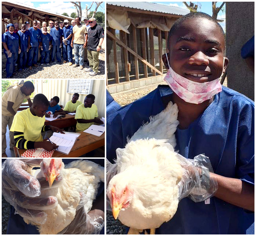 Update on the Poul Mirak Chicken School:  6-28-18  12:20 PM