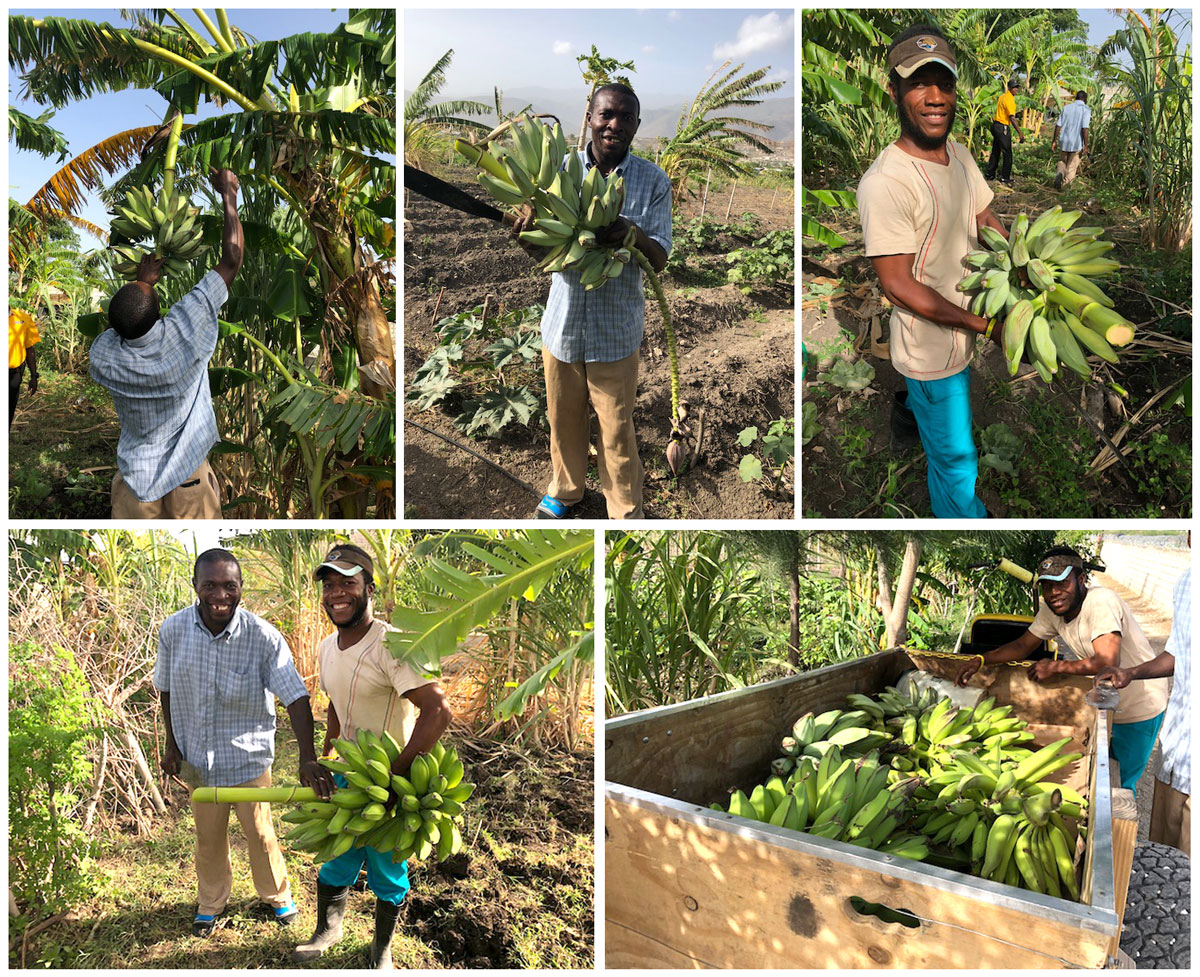 ATC Cutting Plantains: 7-5-18  10:20 AM