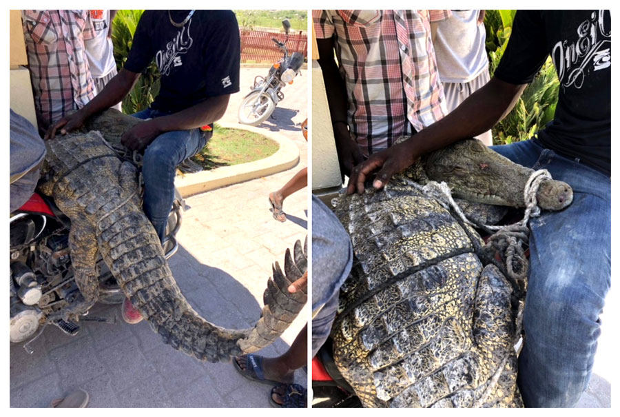 Live Gator at the Gate:  8-16-18  3:55 PM