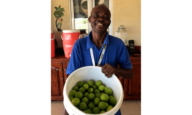 Lime Tree Harvest at the ATC