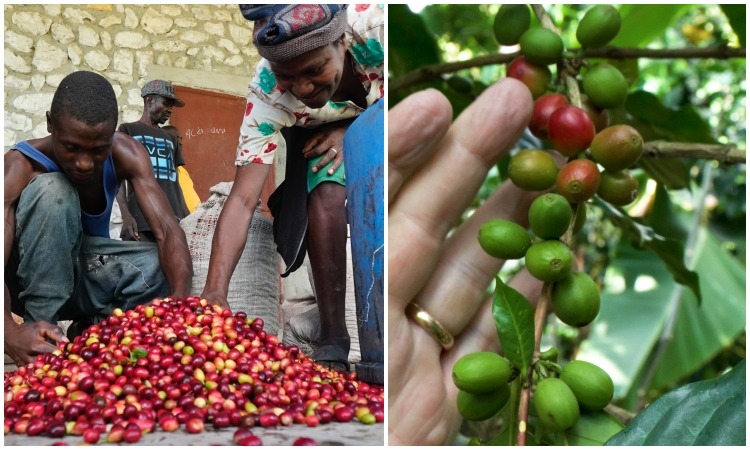 Delicious Haitian-Grown Coffee!