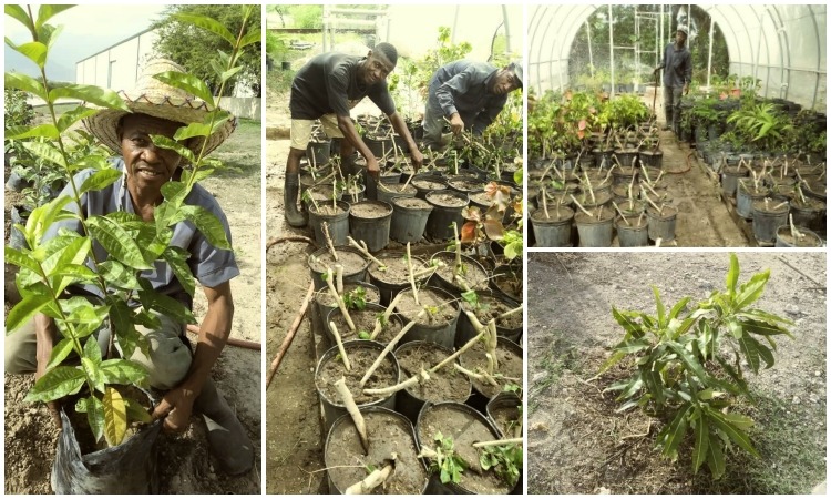 Helping Haitians Help Themselves with Agriculture