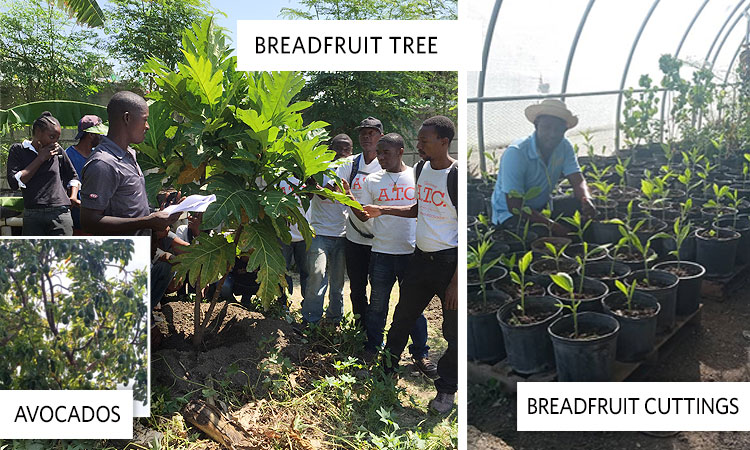 Growing “Food for Life…” Sustainability Helping Haitians to Help Themselves