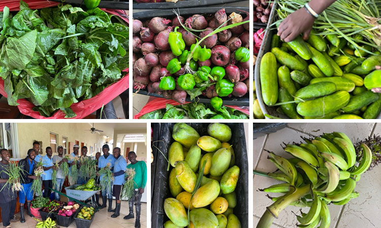 More Fruits and Vegetables Today!