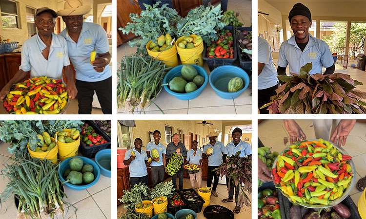 Abundant Harvest!