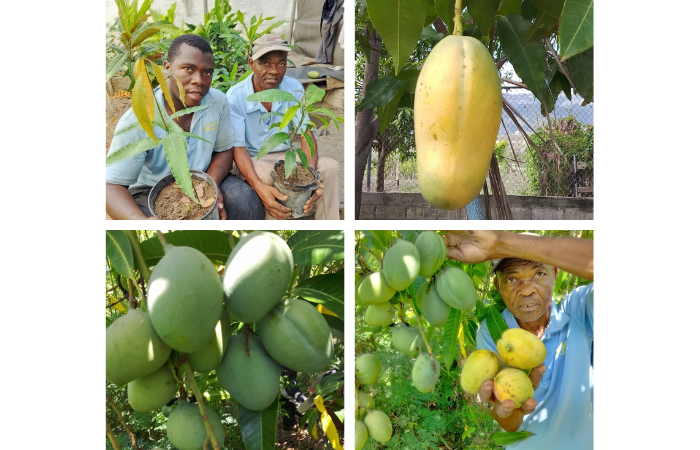 Mango Season in Haiti!