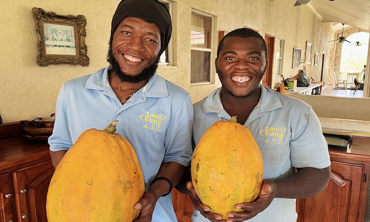 Two Big Papayas!