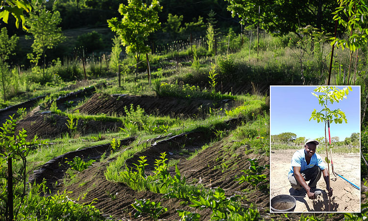 Reforestation Projects Improve Climate and the Environment