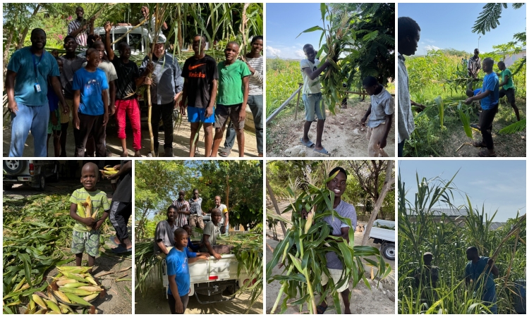 Corn and Sugar Cane!