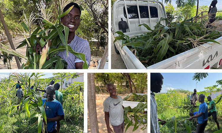 Sugar Cane and Corn…