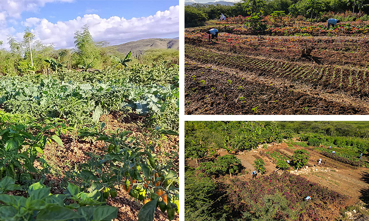 Jeremiah 29:5 – Build houses and dwell in them; “plant gardens” and eat their fruit.
