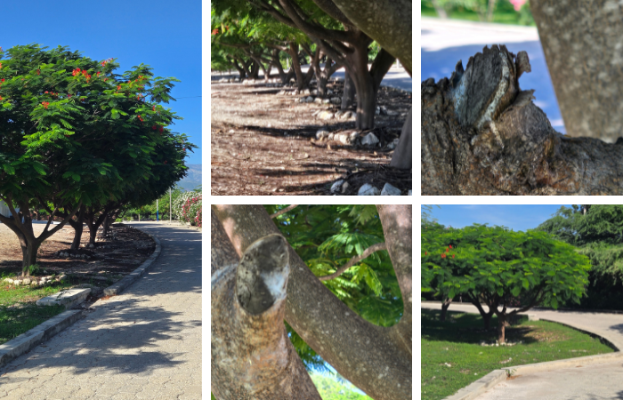 Beautiful, Strong Trees