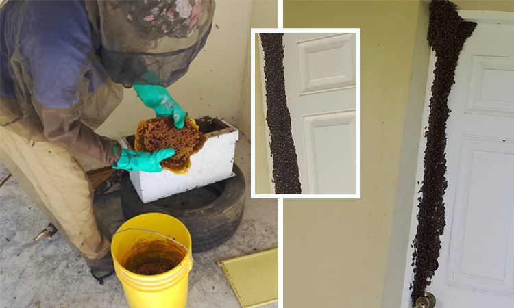 What’s all the “Buzzzz” About?